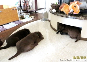 Продаются элитные,  клубные щенки шоколадного лабрадора ретривера  #1092325