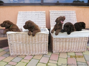 Элитные щенки лабрадора с шоу перспективой #1096395