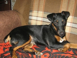 Продам щенков гладкошерстного ягдтерьра #1097468