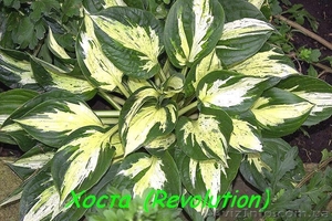 Сортовые Хосты в Харькове #1088387