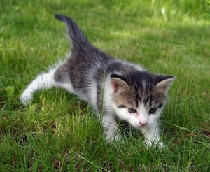 Отдам котенка-мальчика в добрые руки (возраст - 1 месяц) #1097746