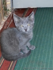 Метис русской голубой в хорошие руки!!!  #1089211