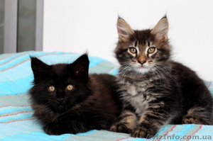 Очаровательные Котята Мейн-Кунята #1083631