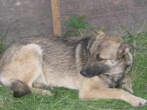 Стерилизованная собачка 8, 5 месяцев ищет дом!   #1093292