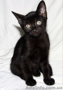 подарю очаровательную кошечку #1094016