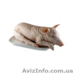 Куплю молочных поросят #1087313