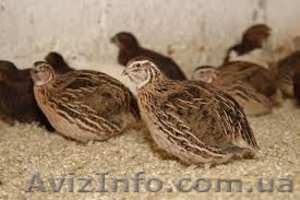 Куплю перепелов в Киеве #1087312
