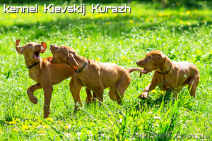 Щенки венгерской легавой(выжла)  #1090799