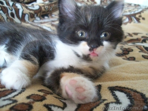 Котенок-девочка для хороших людей  #1093563