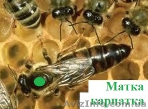 Продам матки-карпатки #1091194