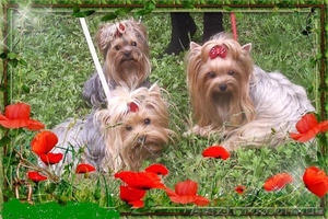 Щеночки Йоркширского терьера клуб #1097136