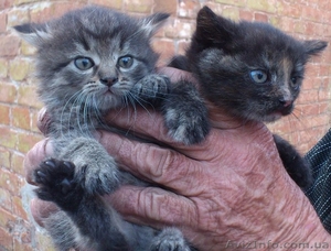 Котята ищут дом!  #1087602