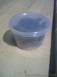 Продам, куплю,  медведку сушеную для лечения туберкулёза Украина #1090611