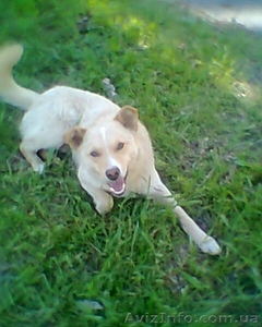 Молодой кобелек для хороших людей!!!  #1087727