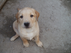 Предлогаю лабромалышей #1097588