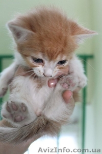 Рыженькая девочка в хорошие руки!!  #1087615