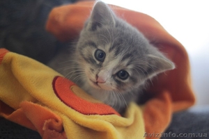 Котенок-мальчик ищет любящих хозяев!  #1087686