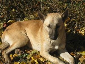 Стерилизованная девочка 10 месяцев ждет хозяев!!!  #1093372