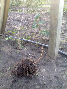 Саженцы ежевики Торнфри #1092762