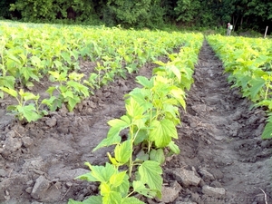 Саженцы черной смородины Вернисаж,  Юбилейная Копаня,  Софиевская оптом #1092706