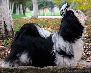 Ши-тцу щенки питомника Charm Beside #1096066