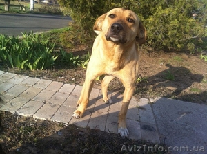 Дарю годовалого пса на охрану #1083923