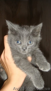 Плюшевая котенок-девочка для хороших людей!!! #1094449