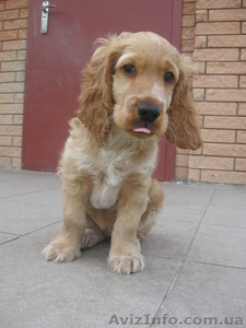 Продается щенок английского кокер-спаниеля,  мальчик. #1098371