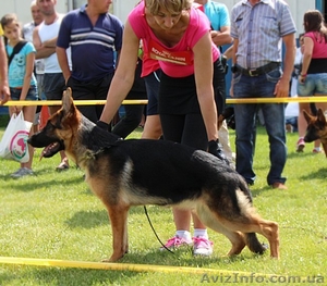 ШОУ сука немецкой овчарки! #1106175