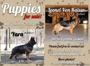Щенки от Чемпионов #1102013