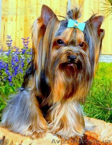 Вязка с мини Йорком,  с инструктором #1109766