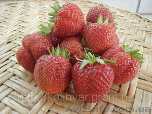 Саженцы  клубники 