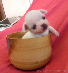 Чихуахуа - беленькие мини щеночки #1101711