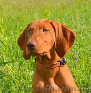 Щенок венгерской легавой #1099674