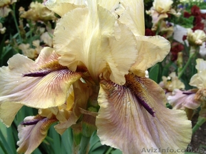 продам ирис на осень ирис сортовые #1106182