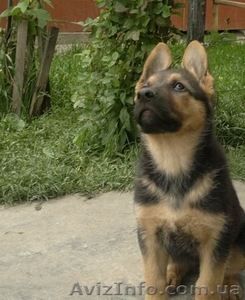 продаю щенков овчарки #1097973
