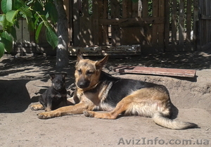 Собаки. Немецкой Овчарки Щенки #1112656