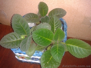 Продам глоксинии.      #1111593