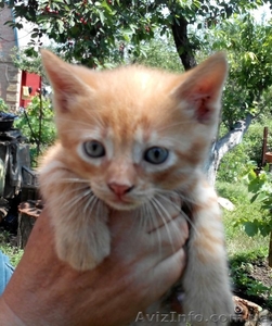 милые котята хотят попасть в хорошие руки #1108532