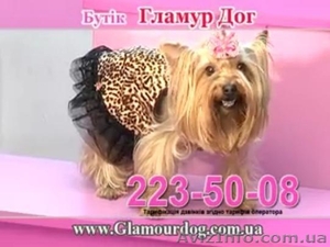 Распродажа одежды для собак #1108949