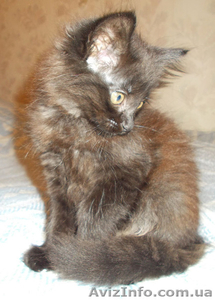 Котята пушистые бесплатно #1109141