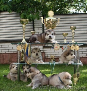 Предлагаются для продажи щенки аляскинского маламута #1099661