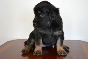 Продам щенков ховаварта #1103180