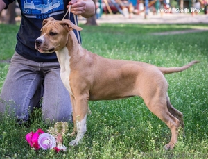 Лудший Беби породы щенок девочка АСТ  #1099035