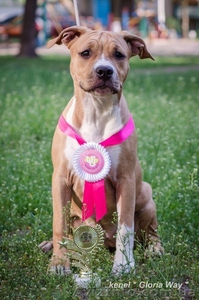 Очень красивая девочка Амстафф Терьра АСТ #1104953