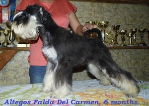 Цвергшнауцер,  подрощенная девочка #1108829