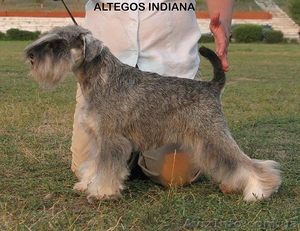 Щенки цвергшннауцера перец с солью #1108833