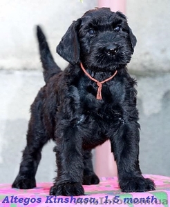 Щенки ризеншнауцера от титулованных родителей #1108832