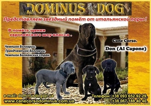 Кане Корсо щенки. Помёт от итальянской пары Чемпионов 093 652 92 29 #1099564