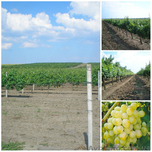 Крестьянское( фермерское) хозяйство #1104285